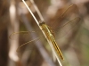 J01_2175 Crocothemis servilia female